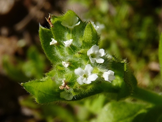 {Myosotis macrosperma}